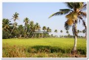 Paddy field photo 14