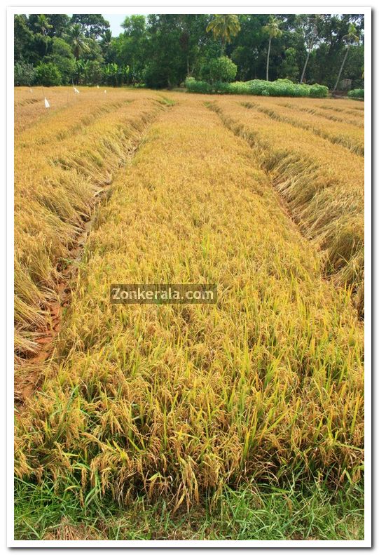 Paddy field photo 2