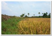 Paddy field photo 4