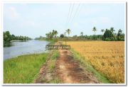 Paddy field photo 5