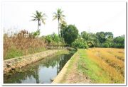 Paddy field photo 6