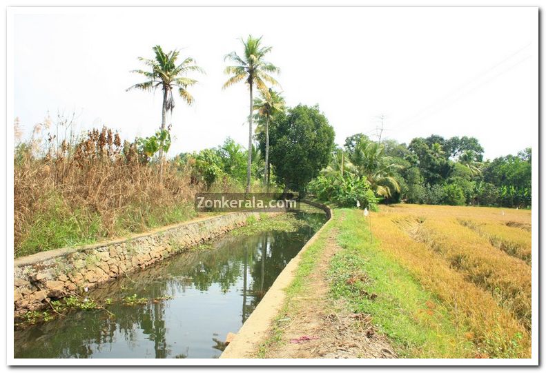 Paddy field photo 6