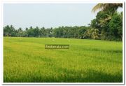 Paddy field photo 7