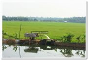 Paddy field photo 8