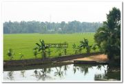 Paddy field photo 9