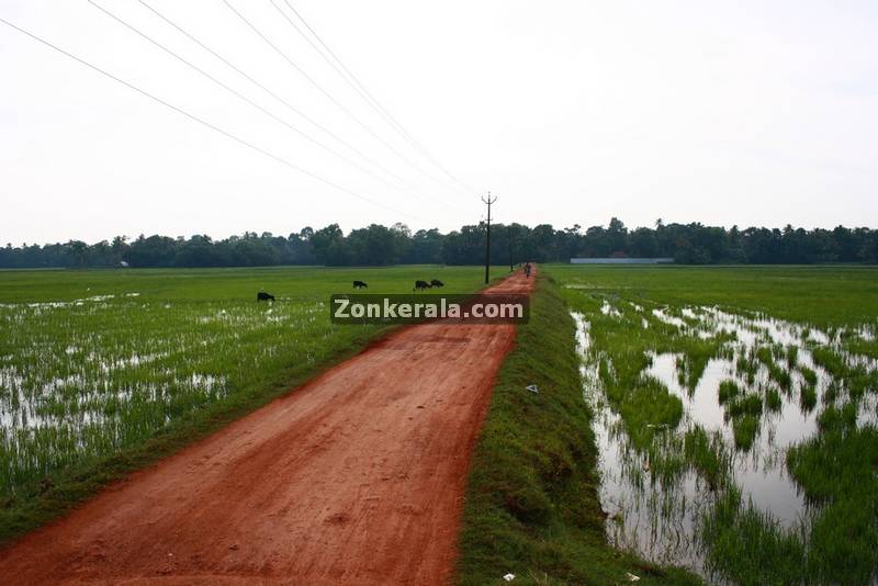 Rice fields kuttanad photo 1