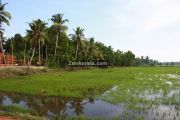 Rice fields kuttanad photo 2