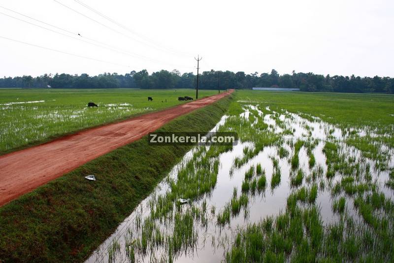 Rice fields kuttanad photo 3