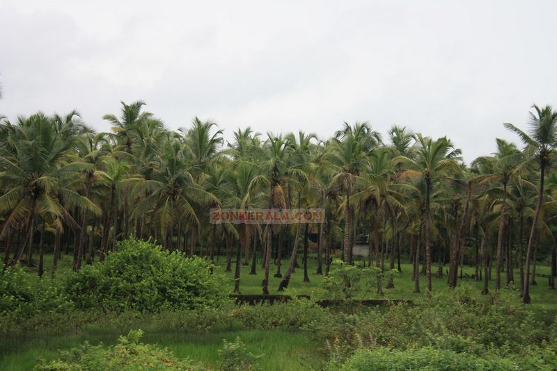 Cocnut trees in kerala photo