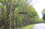 Beautiful road view wayanad wildlife sanctury 1 923