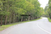 Beautiful road view wayanad wildlife sanctury 2 609