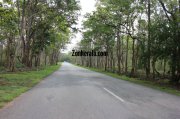 Beautiful road view wayanad wildlife sanctury 5 499