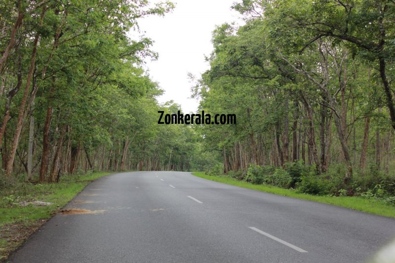 Beautiful road view wayanad wildlife sanctury 6 858