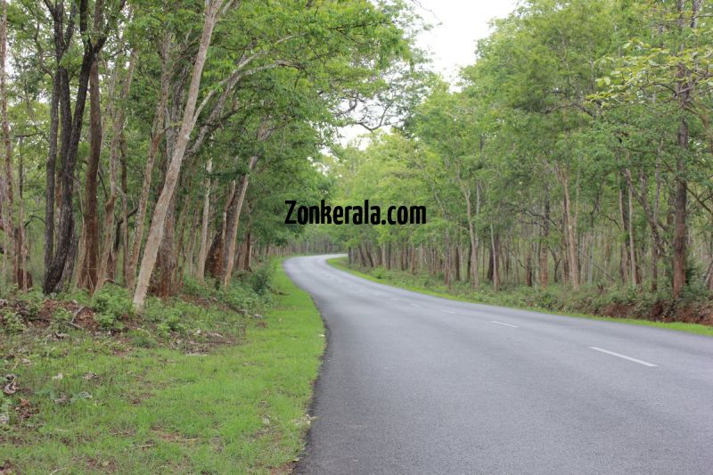 Beautiful road view wayanad wildlife sanctury 7 998