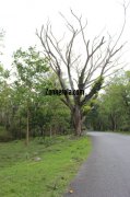 Beautiful road view wayanad wildlife sanctury 8 581