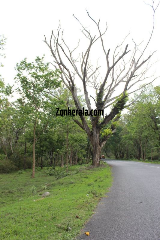 Beautiful road view wayanad wildlife sanctury 8 581