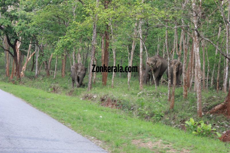 Elephant herds in wayanad wildlife sanctury 1 809