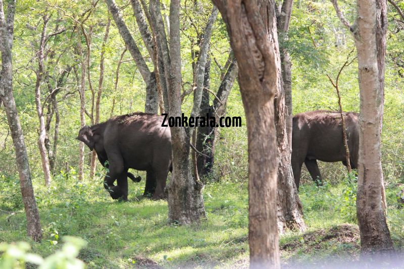Elephant herds in wayanad wildlife sanctury 10 947