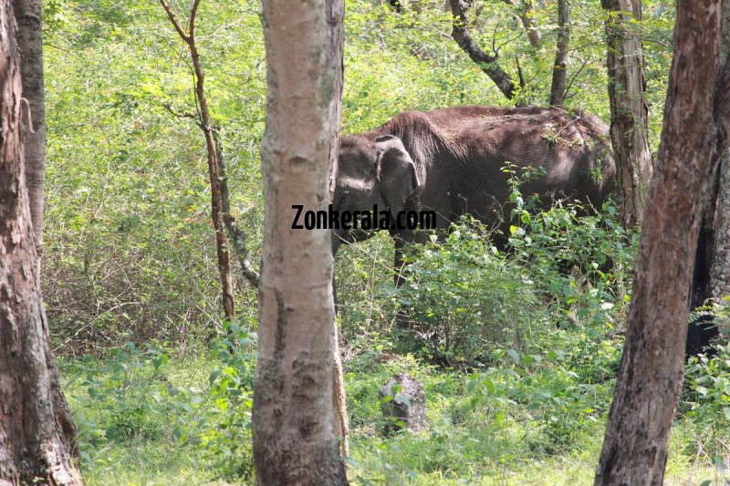 Elephant herds in wayanad wildlife sanctury 11 392