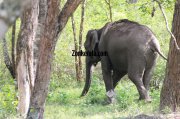 Elephant herds in wayanad wildlife sanctury 12 60