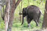 Elephant herds in wayanad wildlife sanctury 12 60