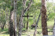 Elephant herds in wayanad wildlife sanctury 13 725