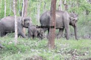 Wayanad Wild Life Sanctury