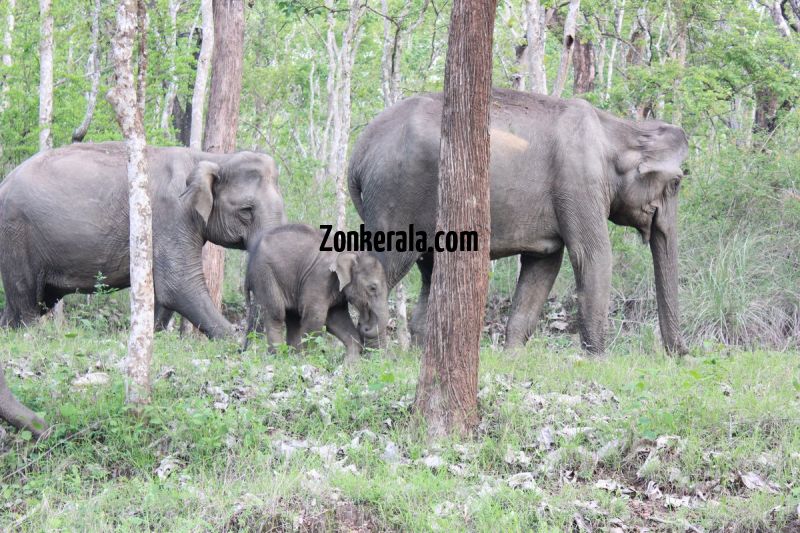 Elephant herds in wayanad wildlife sanctury 2 147