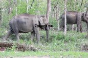 Elephant herds in wayanad wildlife sanctury 3 121