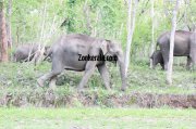 Elephant herds in wayanad wildlife sanctury 4 968