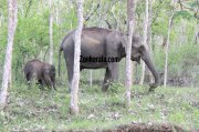 Elephant herds in wayanad wildlife sanctury 5 706