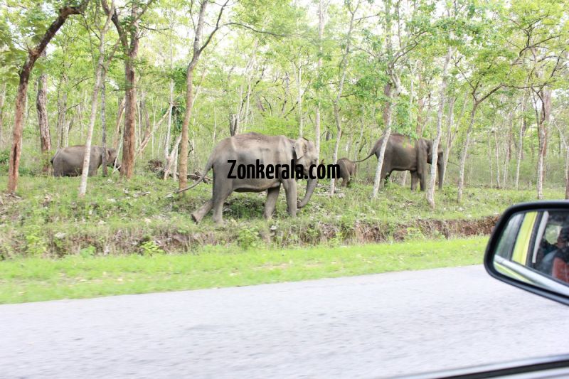 Elephant herds in wayanad wildlife sanctury 6 420