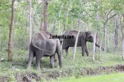 Elephant herds in wayanad wildlife sanctury 7 533