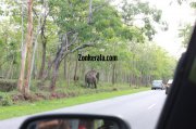 Elephant herds in wayanad wildlife sanctury 8 254