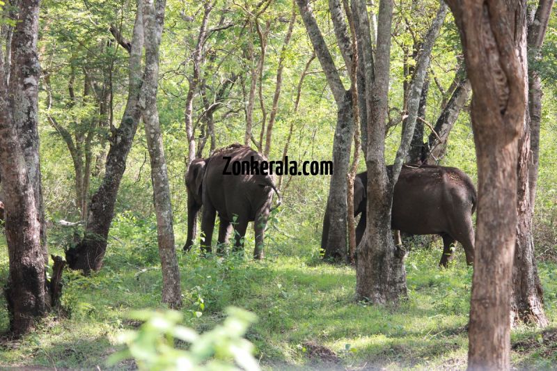 Elephant herds in wayanad wildlife sanctury 9 774