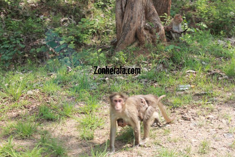 Monkey with its child at wayand sanctury 917
