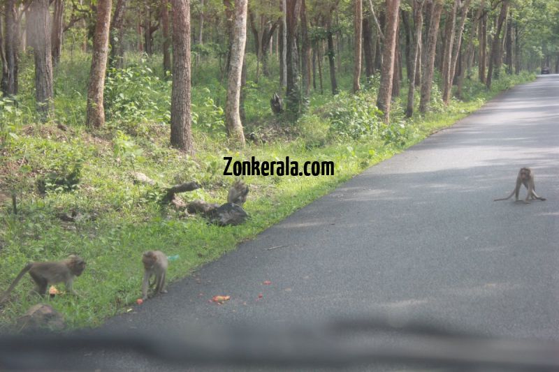 Monkeys on road wayanad sanctury 44