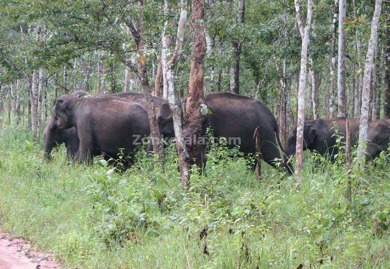 Elephant herd