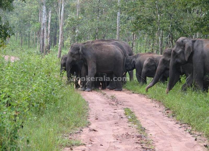 Elephants crossing