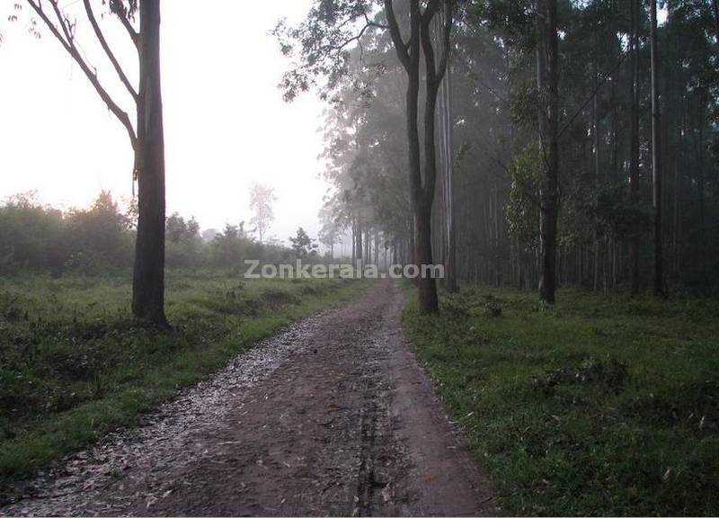 Forest path