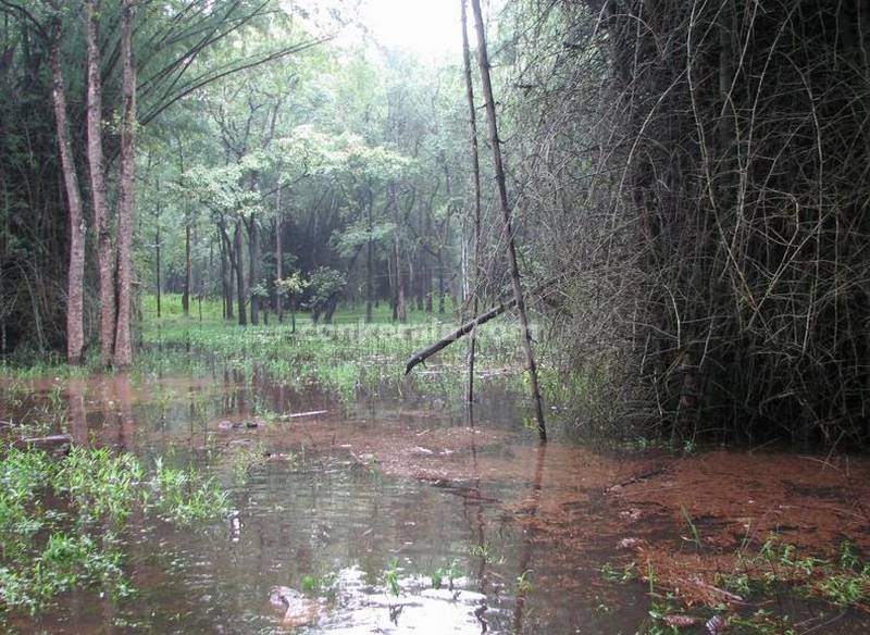 Marshy bamboo forests