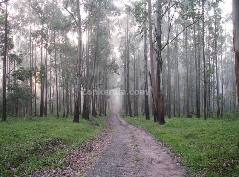 Muthanga wildlife sanctuary