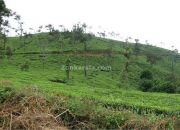 Tea estate en route meppadi