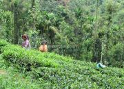 Tea garden workers