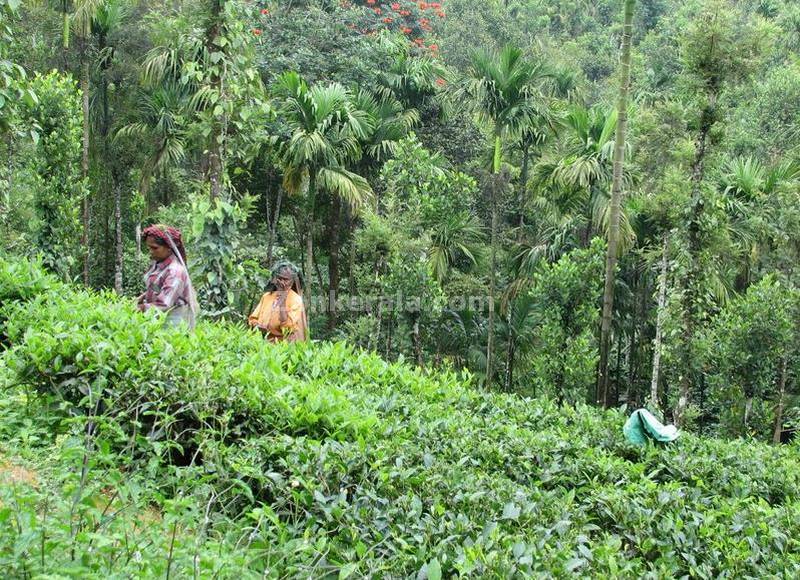 Tea garden workers