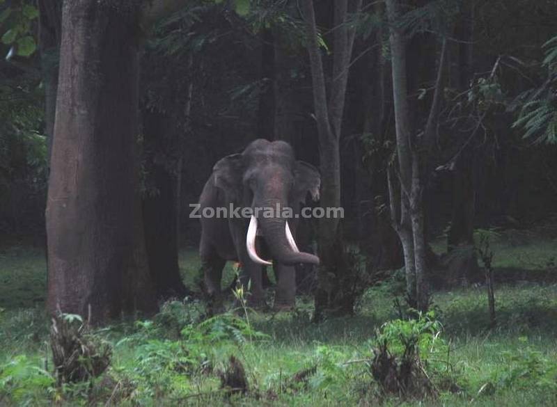 Trained tusker