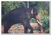 Elephant at ambalapuzha temple 2