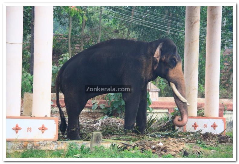 Elephant at ambalapuzha temple 3