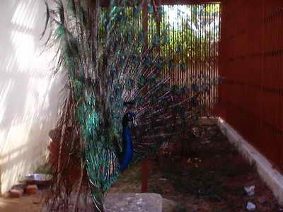 Haripad Temple Peacock