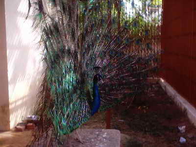 Peacock Picture